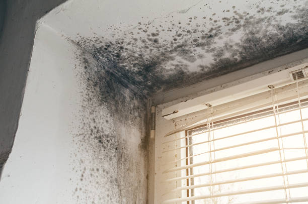 Affordable Mold Remediation solutions in East Hanover, NJ