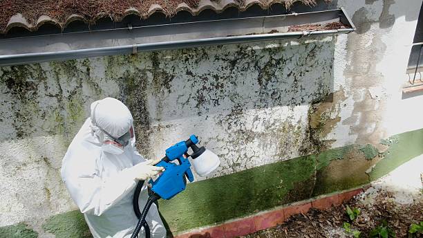 Top rated local Mold Remediation specialists in East Hanover, NJ